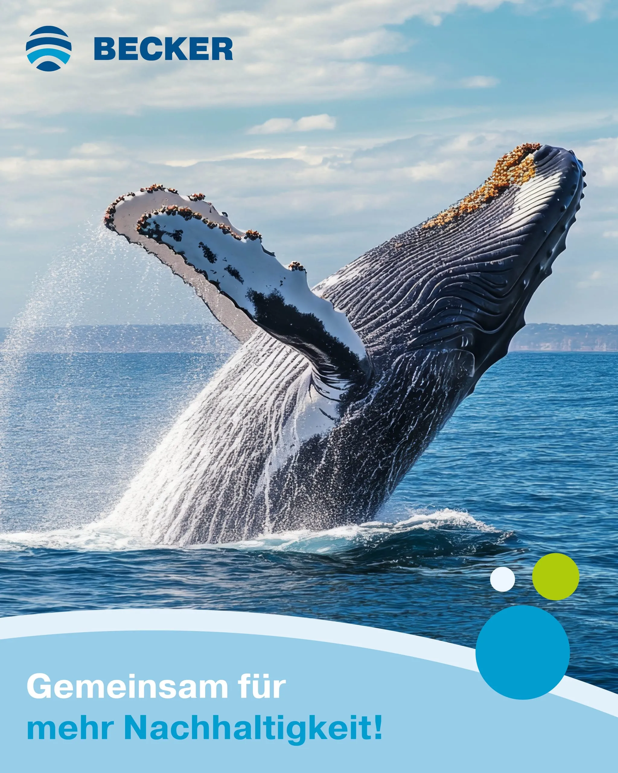 Becker übernimmt Patenschaft bei der Whale and Dolphin Conservation